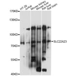 Western Blot - Anti-SLC22A23 Antibody (A14419) - Antibodies.com