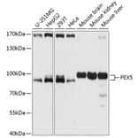 Western Blot - Anti-PEX5/PER3 Antibody (A91263) - Antibodies.com
