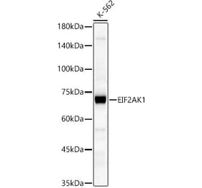 Western Blot - Anti-Heme-regulated inhibitor Antibody (A91264) - Antibodies.com