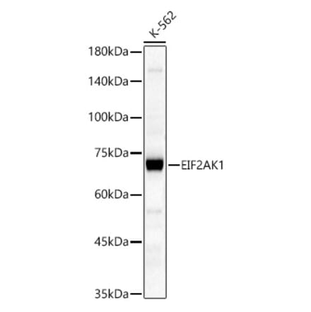 Western Blot - Anti-Heme-regulated inhibitor Antibody (A91264) - Antibodies.com