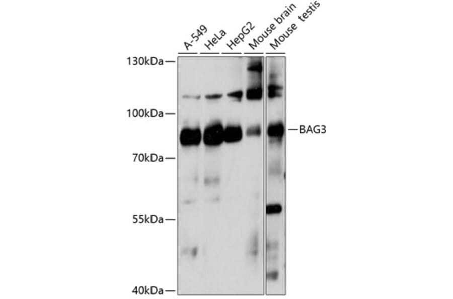 Western Blot - Anti-Bag3 Antibody (A91265) - Antibodies.com