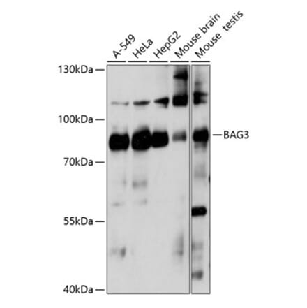 Western Blot - Anti-Bag3 Antibody (A91265) - Antibodies.com