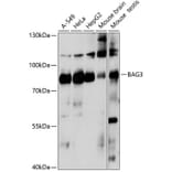 Western Blot - Anti-Bag3 Antibody (A91265) - Antibodies.com