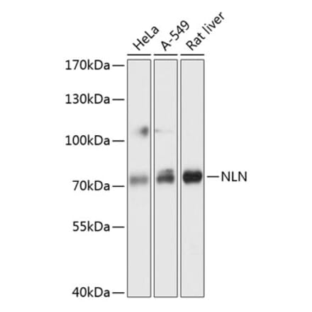 Western Blot - Anti-NLN Antibody (A91266) - Antibodies.com