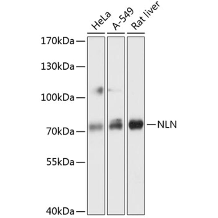Western Blot - Anti-NLN Antibody (A91266) - Antibodies.com
