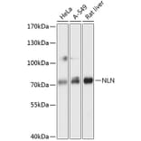 Western Blot - Anti-NLN Antibody (A91266) - Antibodies.com
