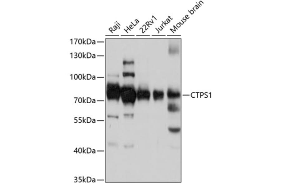 Western Blot - Anti-CTP synthase/CTPS Antibody (A91269) - Antibodies.com