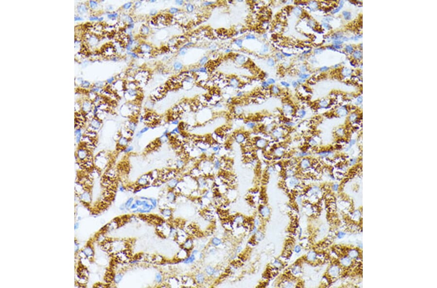Immunohistochemistry - Anti-TRAP1 Antibody (A91270) - Antibodies.com