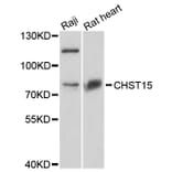 Western Blot - Anti-CHST15 Antibody (A8984) - Antibodies.com