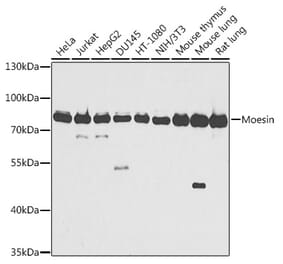 Western Blot - Anti-Moesin Antibody (A91272) - Antibodies.com