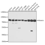 Western Blot - Anti-Moesin Antibody (A91272) - Antibodies.com