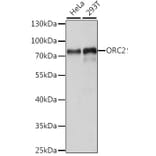Western Blot - Anti-ORC2 Antibody (A91273) - Antibodies.com