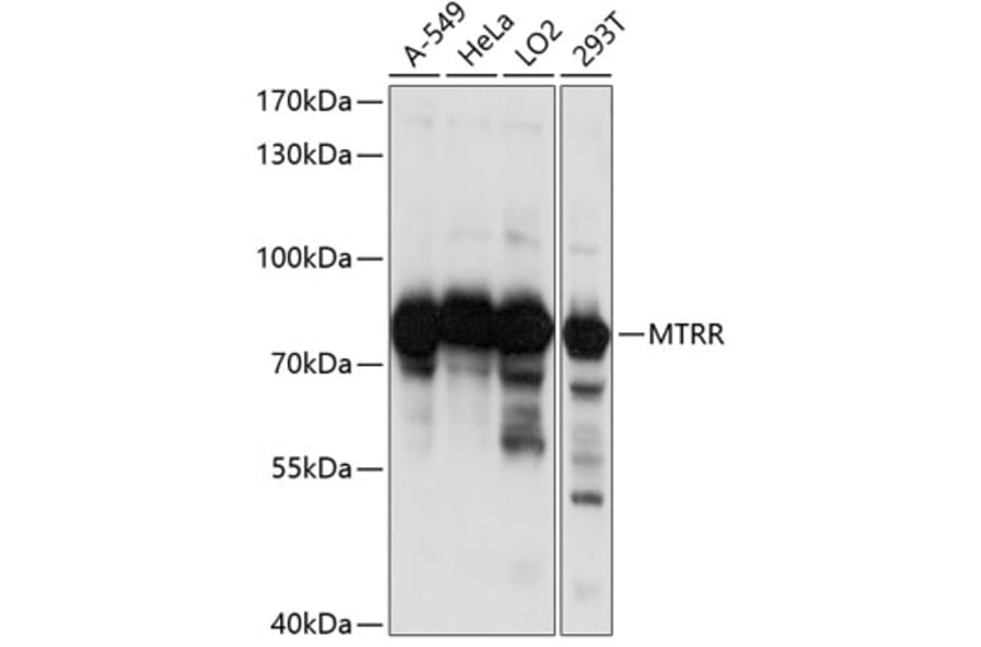 Western Blot - Anti-MTRR/MSR Antibody (A91274) - Antibodies.com