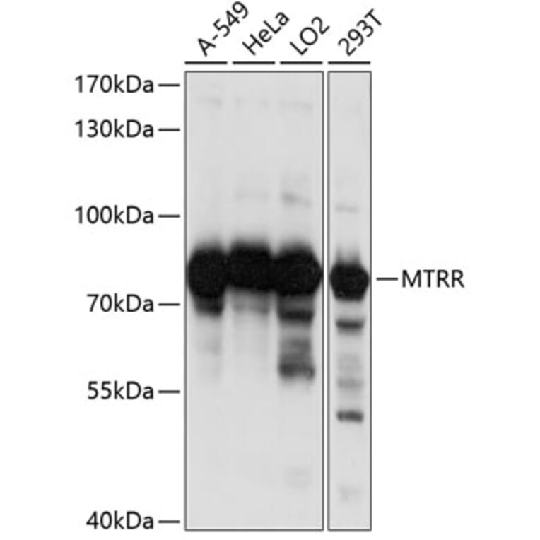 Western Blot - Anti-MTRR/MSR Antibody (A91274) - Antibodies.com