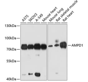 Western Blot - Anti-AMPD1 Antibody (A91275) - Antibodies.com