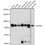 Western Blot - Anti-SLC44A1/CTL1 Antibody (A91276) - Antibodies.com