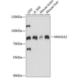 Western Blot - Anti-MAN1A2 Antibody (A91277) - Antibodies.com