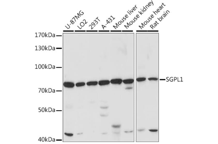 Western Blot - Anti-SGPL1 Antibody (A91280) - Antibodies.com