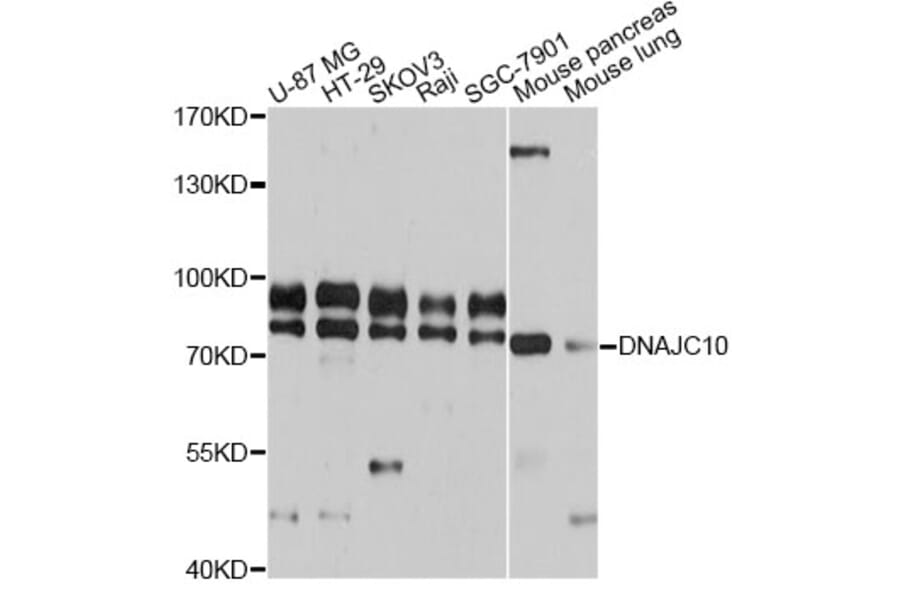 Western Blot - Anti-DNAJC10 Antibody (A12260) - Antibodies.com