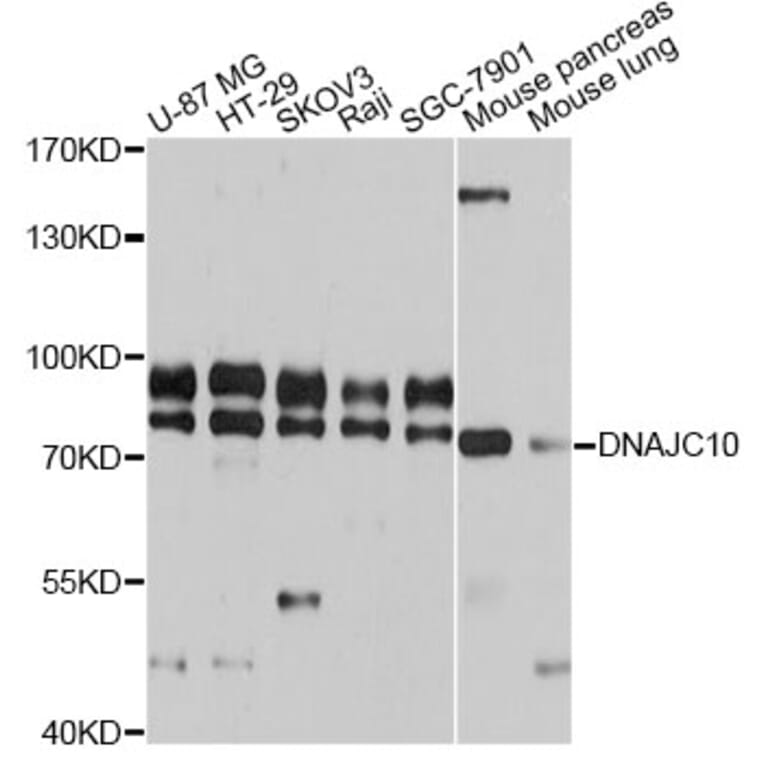 Western Blot - Anti-DNAJC10 Antibody (A12260) - Antibodies.com