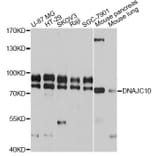Western Blot - Anti-DNAJC10 Antibody (A12260) - Antibodies.com