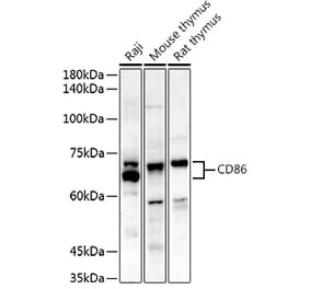 Western Blot - Anti-CD86 Antibody (A91282) - Antibodies.com