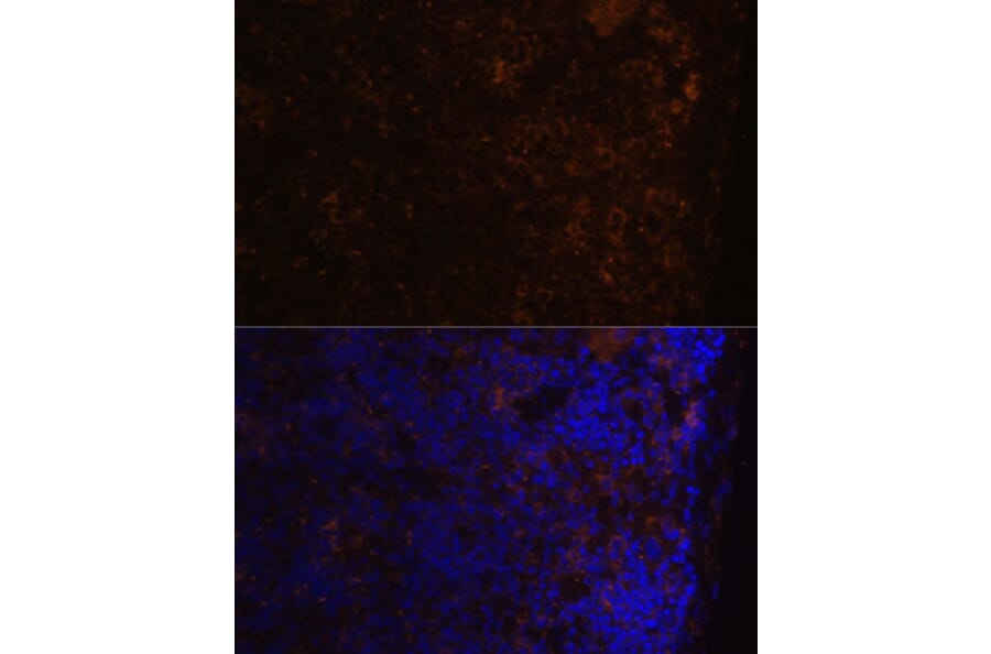 Immunofluorescence - Anti-CD86 Antibody (A91282) - Antibodies.com