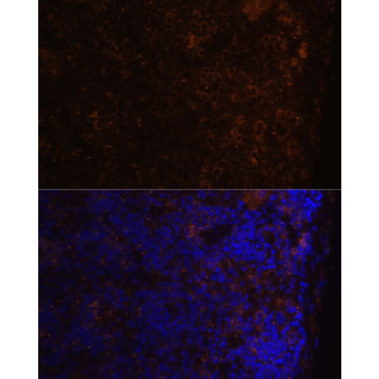 Immunofluorescence - Anti-CD86 Antibody (A91282) - Antibodies.com