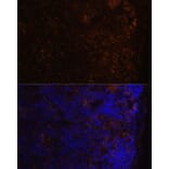 Immunofluorescence - Anti-CD86 Antibody (A91282) - Antibodies.com