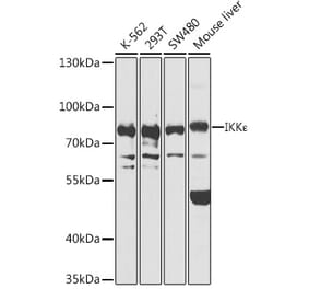 Western Blot - Anti-IKKi/IKKe Antibody (A91284) - Antibodies.com