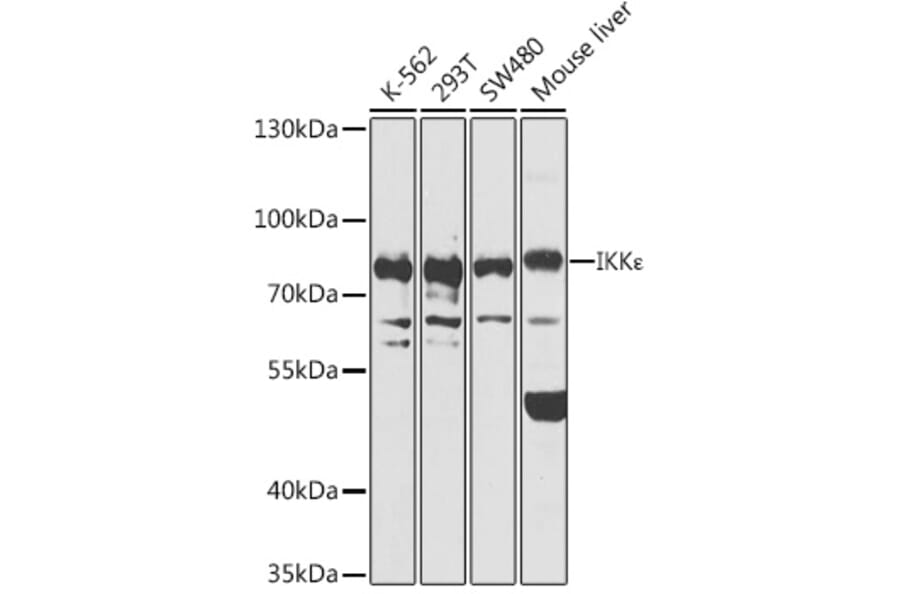 Western Blot - Anti-IKKi/IKKe Antibody (A91284) - Antibodies.com
