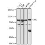 Western Blot - Anti-IKKi/IKKe Antibody (A91284) - Antibodies.com