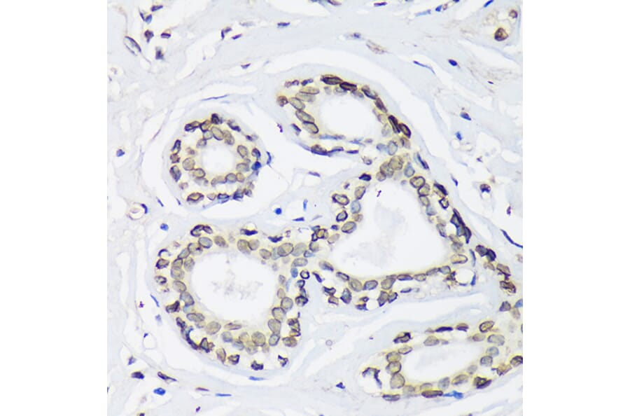 Immunohistochemistry - Anti-SUN2 Antibody (A91287) - Antibodies.com