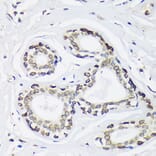 Immunohistochemistry - Anti-SUN2 Antibody (A91287) - Antibodies.com