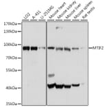 Western Blot - Anti-MTIF2 Antibody (A91290) - Antibodies.com