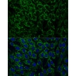 Immunofluorescence - Anti-MTIF2 Antibody (A91290) - Antibodies.com