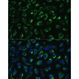 Immunofluorescence - Anti-MTIF2 Antibody (A91290) - Antibodies.com