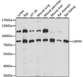 Western Blot - Anti-USP44 Antibody (A91291) - Antibodies.com