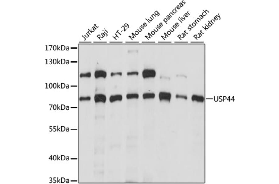 Western Blot - Anti-USP44 Antibody (A91291) - Antibodies.com