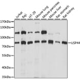 Western Blot - Anti-USP44 Antibody (A91291) - Antibodies.com