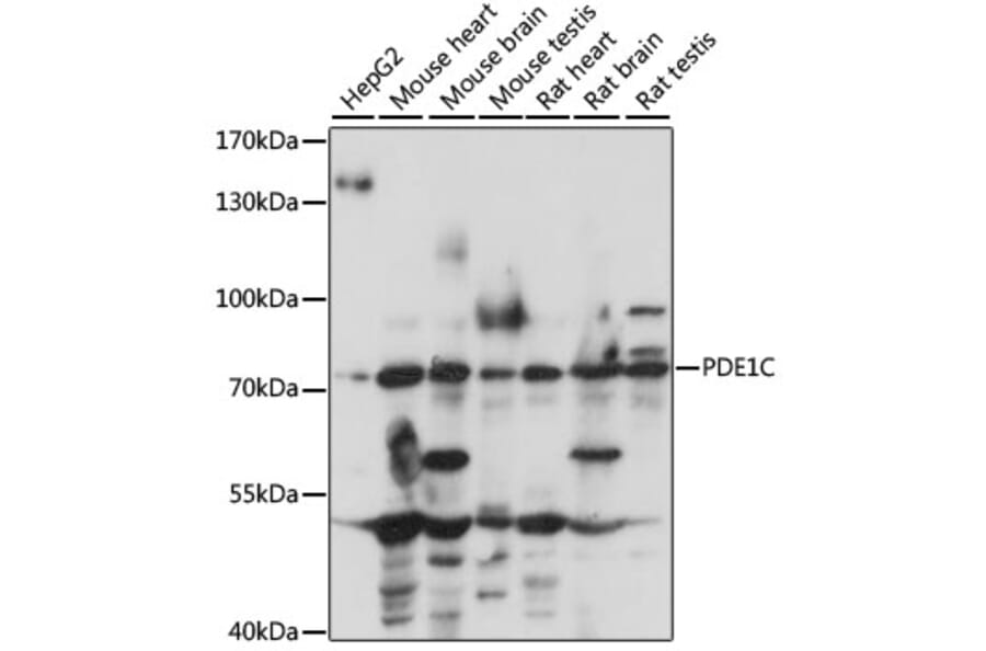 Western Blot - Anti-PDE1C/PDE1 Antibody (A91294) - Antibodies.com