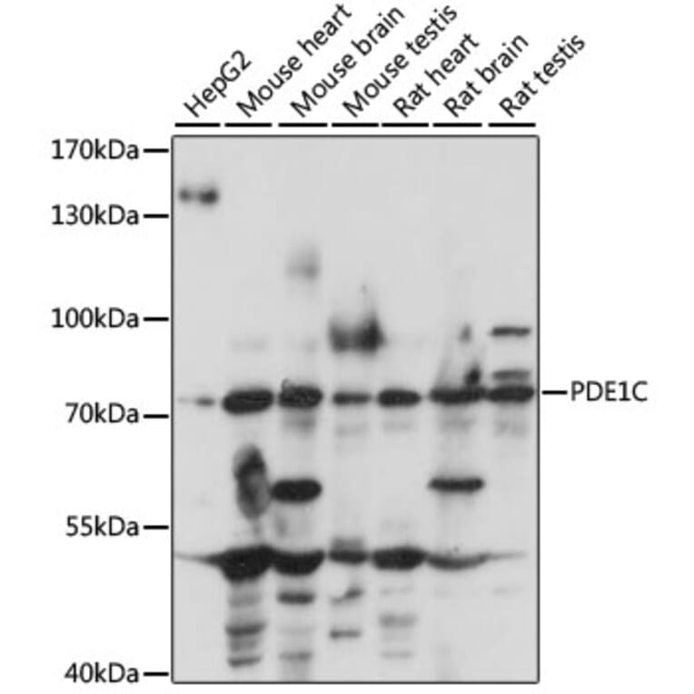 Western Blot - Anti-PDE1C/PDE1 Antibody (A91294) - Antibodies.com