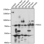 Western Blot - Anti-PDE1C/PDE1 Antibody (A91294) - Antibodies.com
