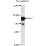 Western Blot - Anti-ZNF12 Antibody (A13783) - Antibodies.com