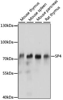 Western blot analysis of extracts of various cell lines, using Anti-SP4 Antibody (A16431) at 1:1,000 dilution.
Secondary antibody: Goat Anti-Rabbit IgG (H+L) (HRP) (AS014) at 1:10,000 dilution.
Lysates / proteins: 25µg per lane.
Blocking buffer: 3% non-fat dry milk in TBST.
Detection: ECL Basic Kit (RM00020).
Exposure time: 1s.