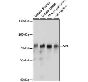 Western Blot - Anti-Transcription factor Sp4 Antibody (A91299) - Antibodies.com