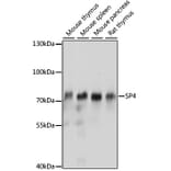 Western Blot - Anti-Transcription factor Sp4 Antibody (A91299) - Antibodies.com
