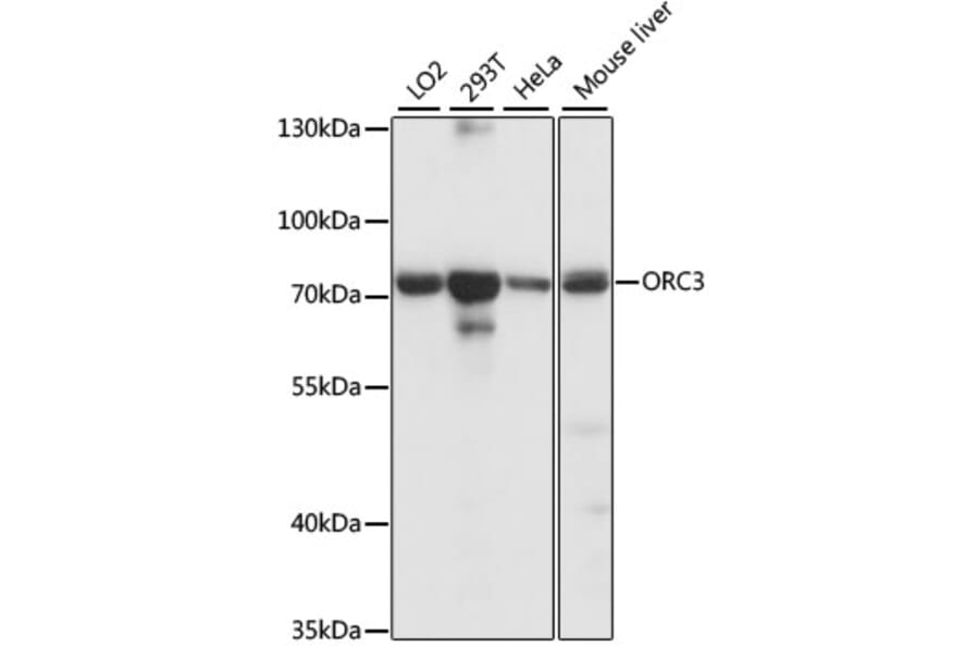 Western Blot - Anti-ORC3 Antibody (A91302) - Antibodies.com