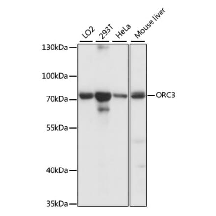 Western Blot - Anti-ORC3 Antibody (A91302) - Antibodies.com