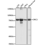 Western Blot - Anti-ORC3 Antibody (A91302) - Antibodies.com